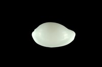 藏品(牙白海兔螺)的圖片